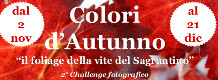 Colori d'autunno, il Foliage della Vite del Sagrantino