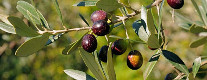 Festa dell’Olio Nuovo San Potente