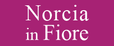 Norcia in Fiore