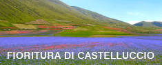 Fioritura di Castelluccio