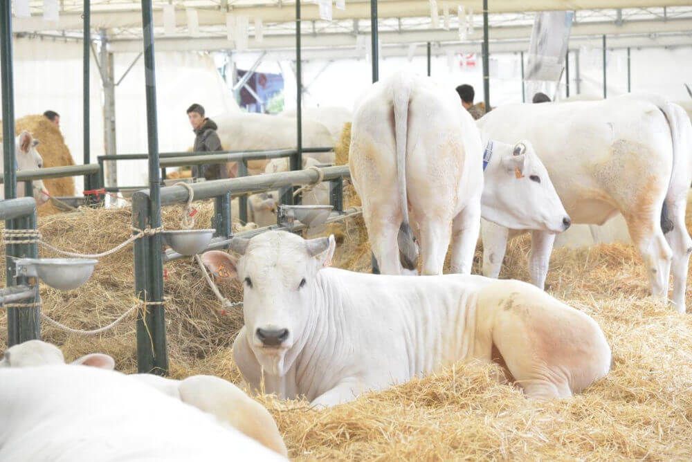 Agriumbria 2025 a Umbriafiere UmbriaEventi